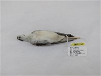 藏品(紅領瓣足鷸)的圖片